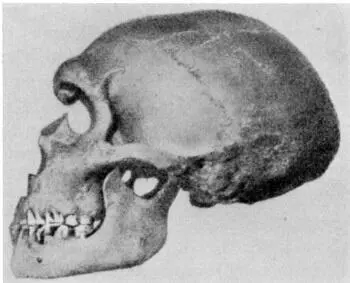 Рис 10 Череп прачеловека череп мужчины орангутанга по Антропологии - фото 11