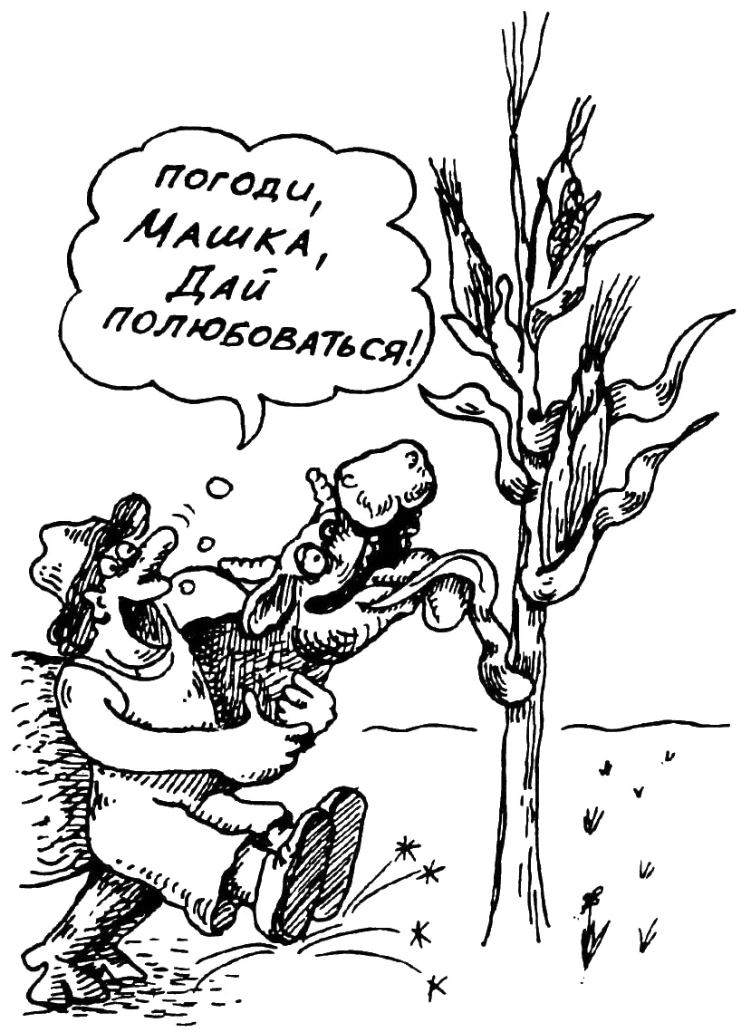 Первые сведения о сахарной кукурузе относятся к концу XVIII века причем - фото 26