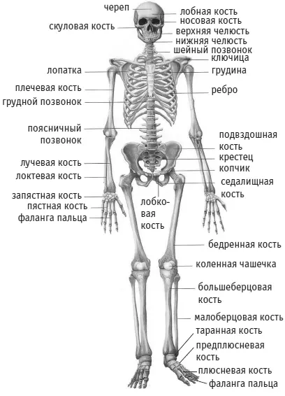 Рис 1 Часть костей соединена между собой неподвижно кости черепа таза или - фото 1