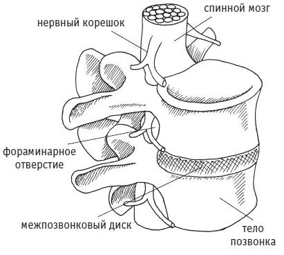 Рис 23 Каждый позвонок кроме первого шейного имеет следующее строение - фото 53