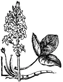 Вахта трехлистная В листьях растения содержится горький гликозид мениантин - фото 41