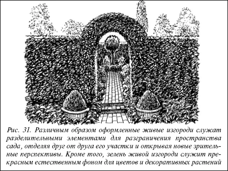 Рис 31 Различным образом оформленные живые изгороди служат разделительными - фото 50