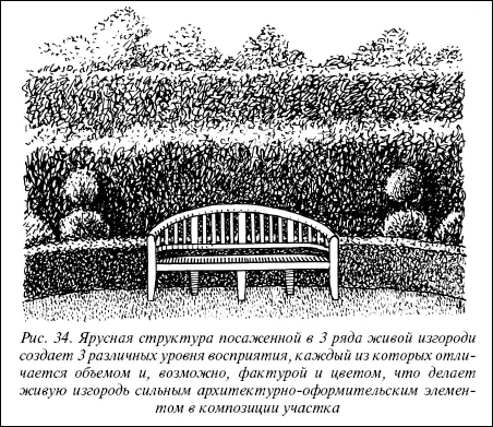 Рис 34 Ярусная структура посаженной в 3 ряда живой изгороди создает 3 - фото 57