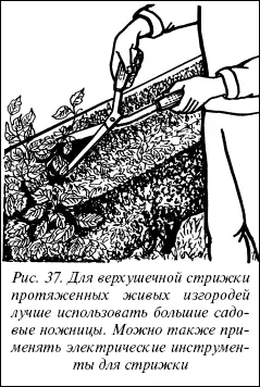 Рис 37 Для верхушечной стрижки протяженных живых изгородей лучше использовать - фото 60