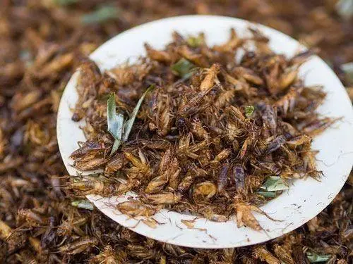 Цикады жареные в масле В Таиланде едят сверчков Gryllus bimaculatus либо как - фото 19