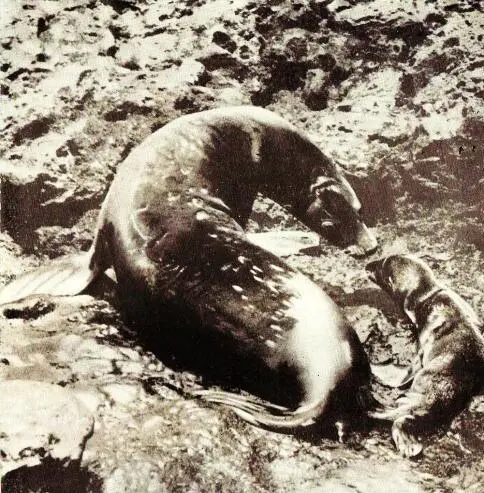 Морские львицы нежные матери бухта Элизабет Альбемарль сентябрь 1957 года - фото 33