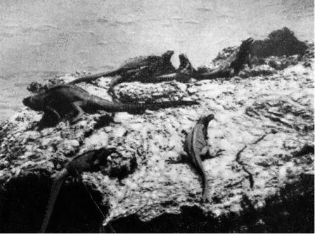 Самец морской игуаны он более крупный в своем гареме Нарборо январь 1954 - фото 45