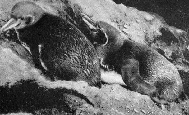 Чета галапагосских пингвинов Нарборо сентябрь 1957 года Наш судовой врач - фото 56
