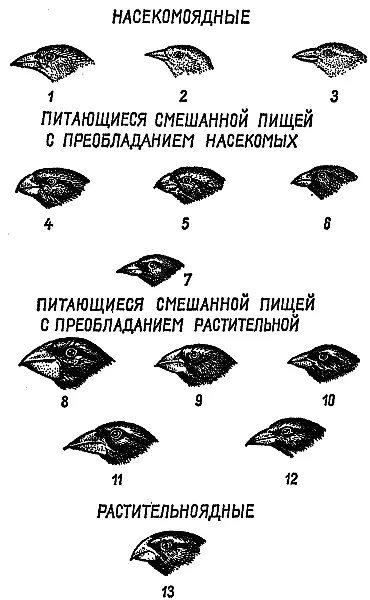 Адаптация формы клюва дарвиновых вьюрков 1 дятловый вьюрок использующий - фото 78