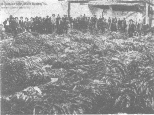 Табачный аукцион в СаутБостоне приблизительно 1920е годы В этом здании где - фото 52