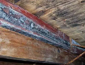 Рис 72Грибок гнили в подвале деревянного дома 55 - фото 76