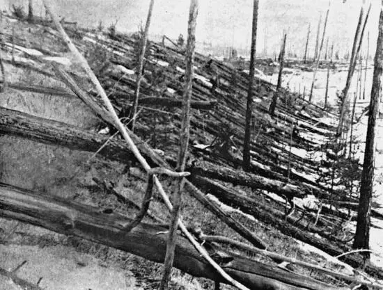 Поваленные деревья в районе падения Тунгусского метеорита Фото 1927　г - фото 13