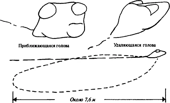 Морской змей у острова Джура 1964 г С рисунка полковника X Дж Хаслера 28 - фото 21