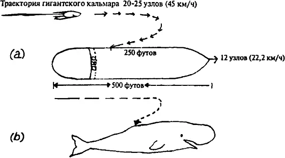 Атака гигантского кальмара на судно Брунсвик а направление движения - фото 52