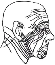 Рис 2Закономерности расположения морщин в области лица и шеи схема - фото 2
