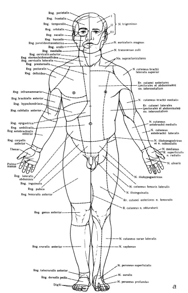 Рис3 Зоны иннервации кожных нервов передняя аи задняя бповерхности тела - фото 3
