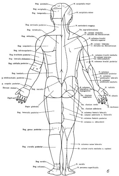 Рис3 Зоны иннервации кожных нервов передняя аи задняя бповерхности тела - фото 4