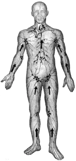 Рис 4Направление тока лимфы к лимфатическим узлам Лимфатические сосуды под - фото 5