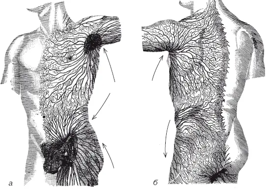 Рис 7Лимфатическая сеть на а передней поверхности туловища б задней - фото 8