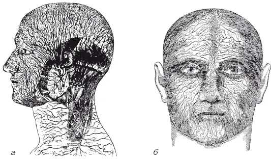Рис 8Лимфатическая сеть а боковой и задней поверхностей головы и шеи б - фото 9