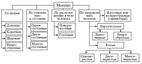 Схема 1Классификация мышц с учетом формы и строения Всего у человека около 600 - фото 10