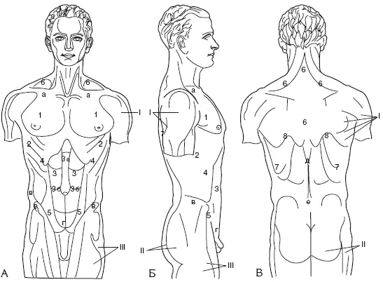 Рис 11Мышцы туловища А спереди Б сбоку В сзади а ключица б - фото 17