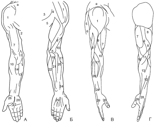 Рис 12Мышцы руки А спереди Б сзади В латерально Г медиально а - фото 18