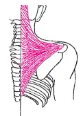 Рис 18M trapezius Тест для определения силы верхней порции мышцы руки врача - фото 51