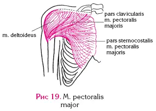 Рис 19M pectoralis major Малая грудная мышца рис 20 Функция отводит - фото 55