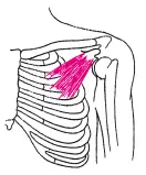Рис 20M pectoralis minor Тесты для исследования силы грудных мышц а для - фото 56