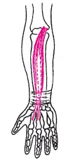 Рис 28Лучевой сгибатель запястья M flexor carpi radialis Тест для - фото 76