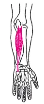 Рис 32M extensor carpi ulnaris Тест для определения силы локтевого - фото 84