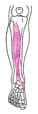 Рис 35Передняя большеберцовая мышца m tibialis anterior Передняя - фото 89