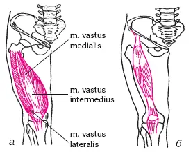 Рис 39M quadriceps femoris a M rectus femoris б Исследование - фото 95