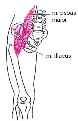 Рис 43M ilioopsoas Грушевидная мышца Функция вращает вращает бедро - фото 100