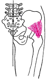 Рис 46M gluteus minimius Тест для определения силы средней и малой ягодичной - фото 105