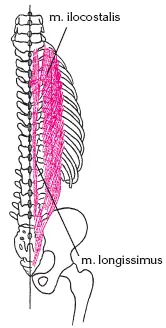 Рис 47M erector spinae Тест для определения силы мышцы а и п сидя на - фото 107