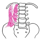 Рис 48M quadratus lumborum Тест для определения силы мышцы и п стоя - фото 108