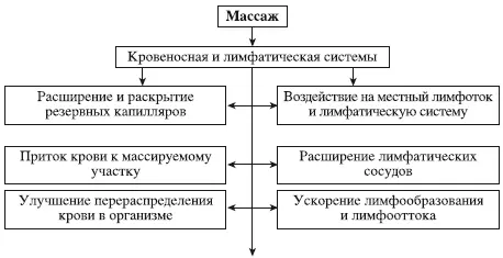 Схема 2Влияние массажа на кровеносную и лимфатическую системы Влияние массажа - фото 111