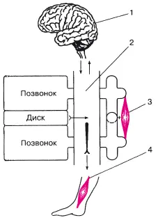 Рис 14Основные механизмы рефлекторного мышечнотонического воздействия - фото 305