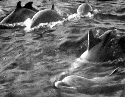 Стая дельфинов на мелководье Фото Ф Эсапяна Вот что пишет об этом Оппиан - фото 8