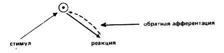 Рассматривая эту обратную связь как неотъемлемую часть рефлекторной дуги - фото 11