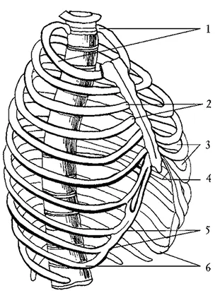 Рис 3 Грудная клетка1 верхняя апертура 2 грудинореберные суставы 3 - фото 3