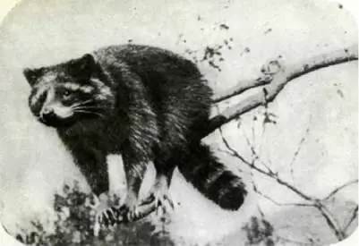 У енотаполоскуна в пушной торговле именуемого также вашбером странная - фото 156
