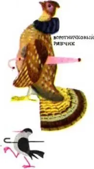 Воротничковый рябчик Белая куропатка Англия Скандинавия север европейской - фото 217