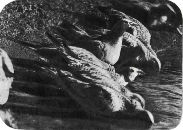 Две фотографии иллюстрирующие необыкновенный метод водоснабжения в пустыне - фото 299