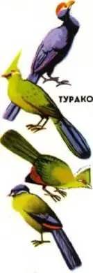 Турако Ростом турако с галку ворону некоторые и с ворона Длиннохвостые У - фото 331