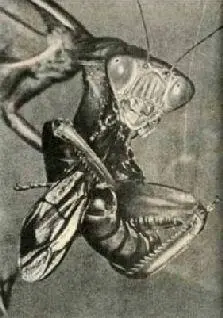 Тараканов известно 30004000 видов термитов больше 2500 богомолов около - фото 50