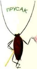 Прусака мы все отлично знаем этот несносный рыжий или домовый таракан в - фото 51