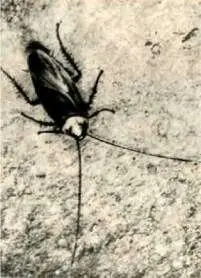 Американский таракан перипланета один из видов сожительствующих с человеком - фото 54